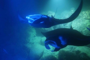 Kailua-Kona: Manta nacht snorkelen met wetsuit