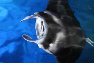 Kona Manta Ray Night Snorkel (Manta-garantipolicy)