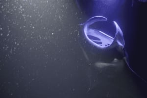 Kailua-Kona: Snorkeling com raias-manta e cruzeiro à vela ao pôr do sol