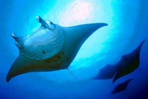 Kailua-Kona: Snorkeling com raias-manta e cruzeiro à vela ao pôr do sol