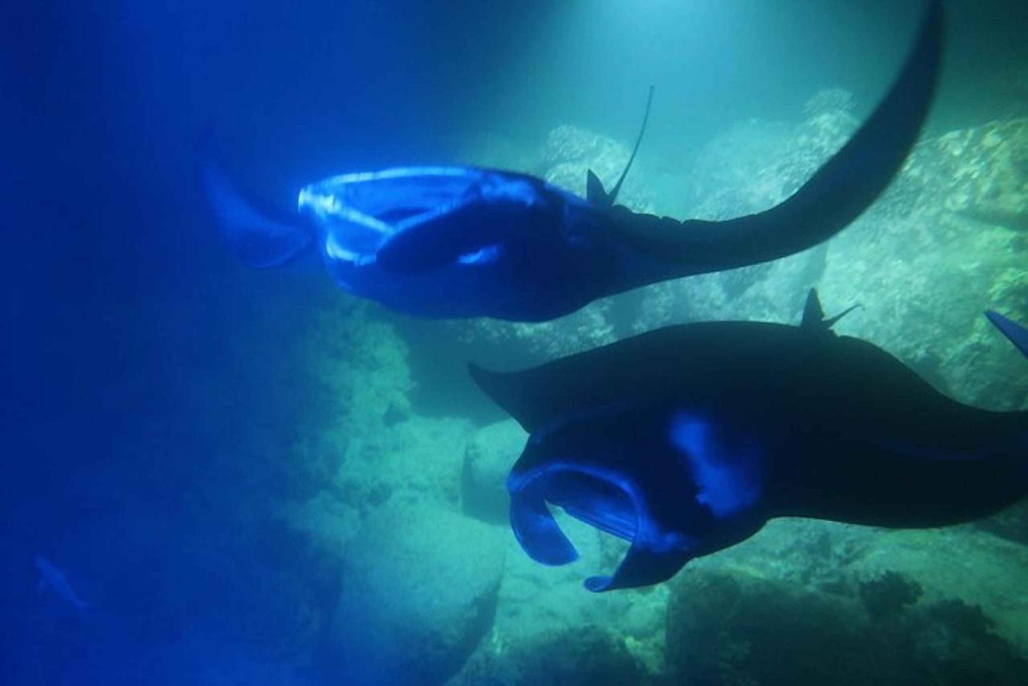 Kailua-Kona: Manta Ray -yöretki snorklausretkellä