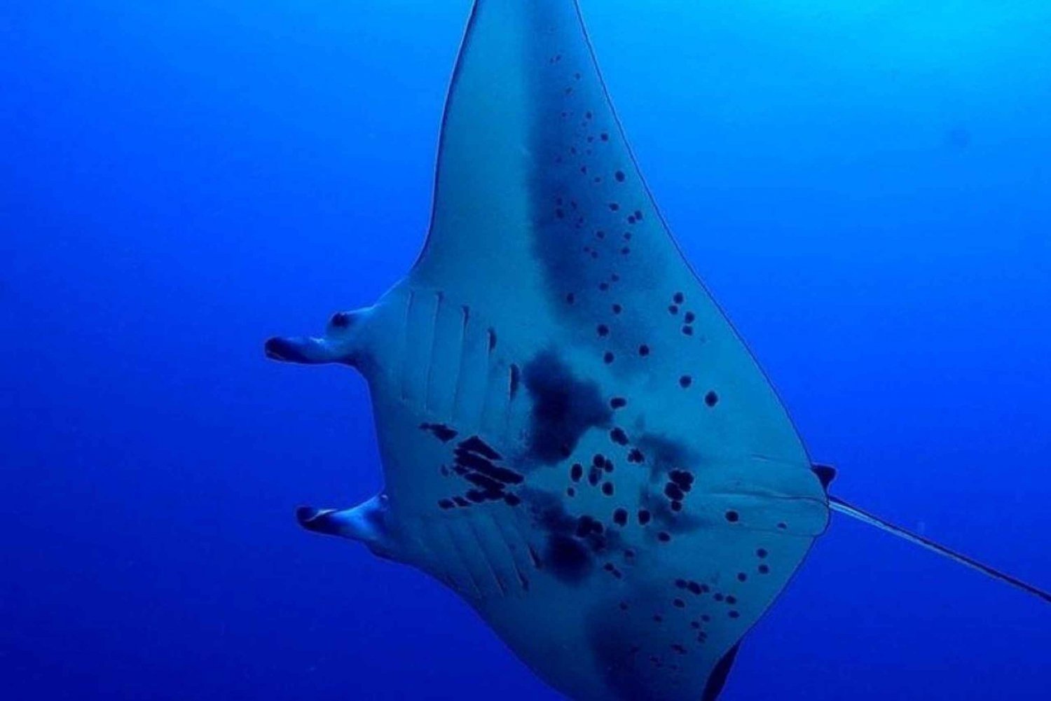 Kailua-Kona: Nacht Manta Schnorcheln oder Tauchen