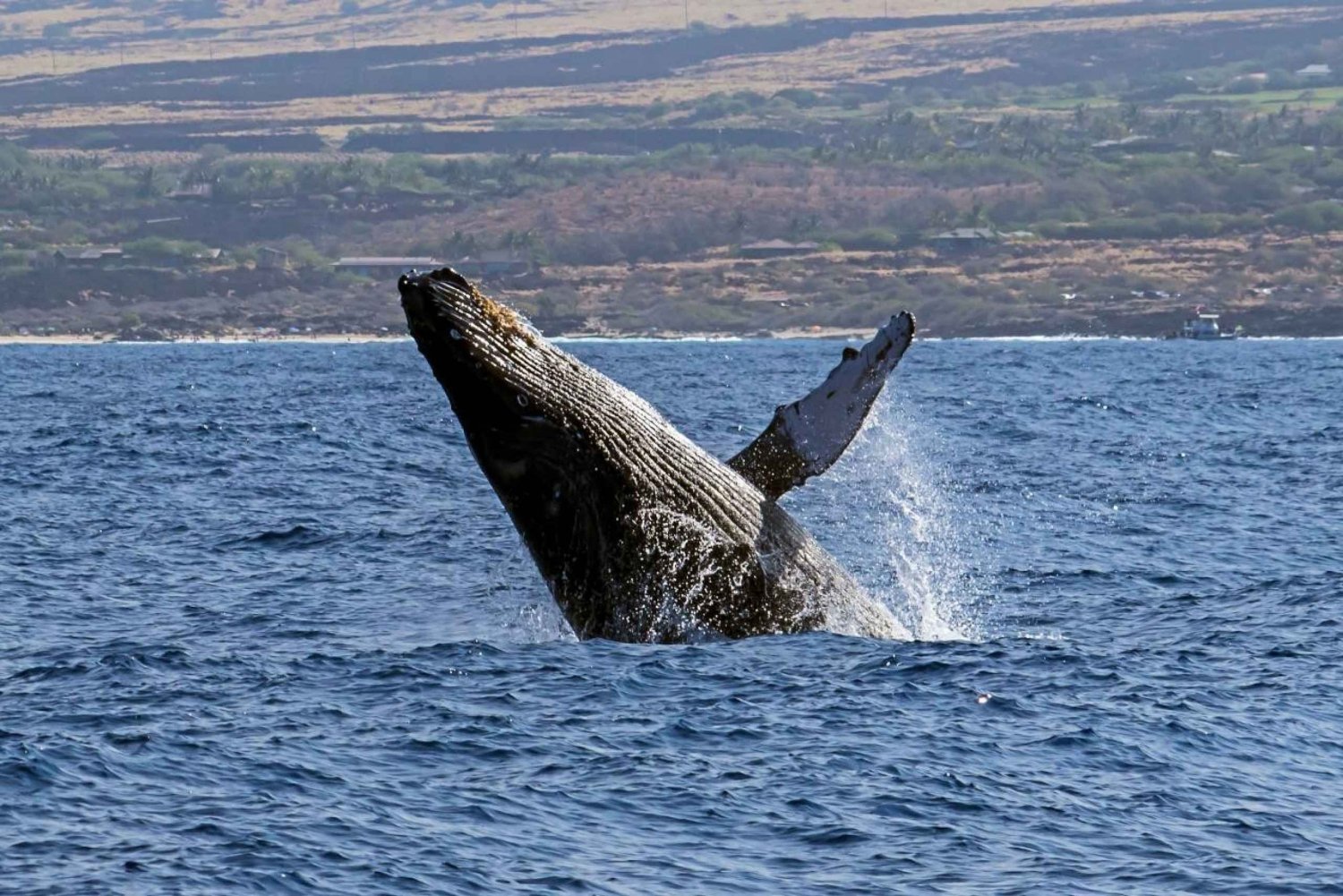 Kailua-Kona: Pacific Humpback Whale Watch Excursion