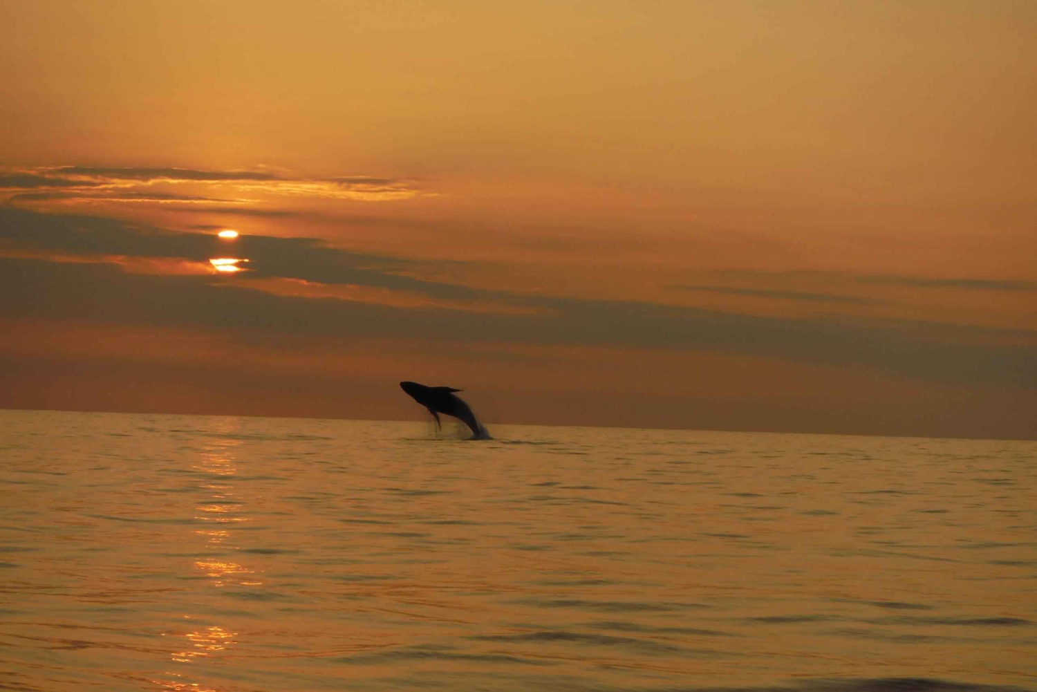 Kailua-Kona: Kailaona: Pacific Humpback Whale Watch Excursion