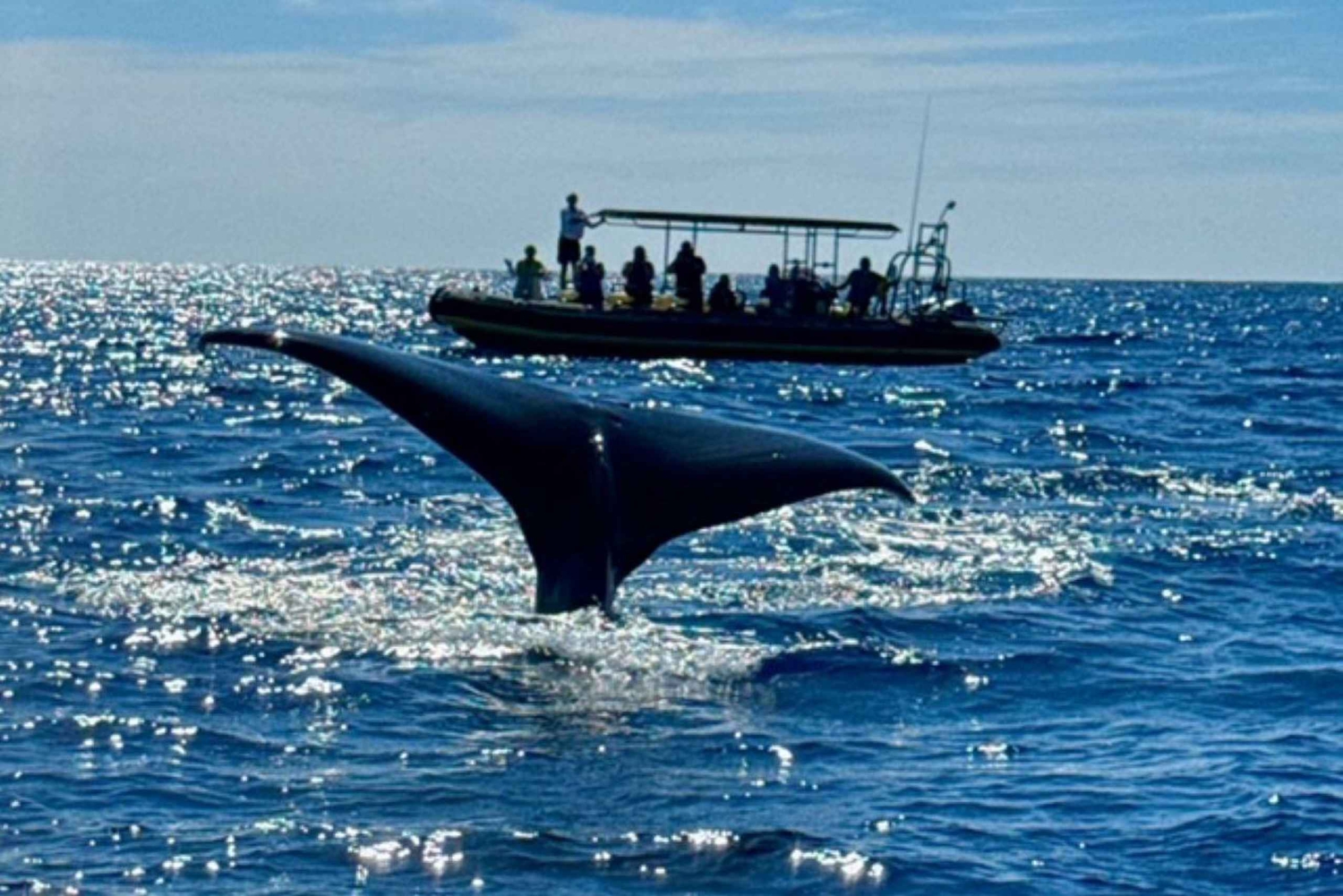 Kailua-Kona: Kailaona: Pacific Humpback Whale Watch Excursion