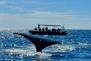 Kailua-Kona: Udflugt med pukkelhvaler i Stillehavet