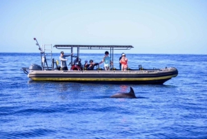 Kailua-Kona: Kailaona: Pacific Humpback Whale Watch Excursion