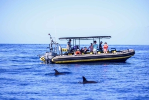 Kailua-Kona: Kailaona: Pacific Humpback Whale Watch Excursion