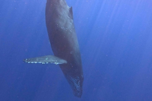 Kailua-Kona: Kailaona: Pacific Humpback Whale Watch Excursion