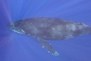 Kailua-Kona: Kailaona: Pacific Humpback Whale Watch Excursion