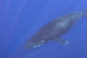 Kailua-Kona: Kailaona: Pacific Humpback Whale Watch Excursion