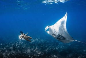 Kailua-Kona: Manta Ray Snorkeling with Hot Cocoa