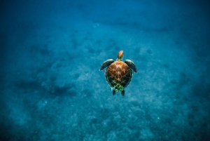 Kailua-Kona: Observação de golfinhos em lancha rápida, cruzeiro com snorkel e churrasco