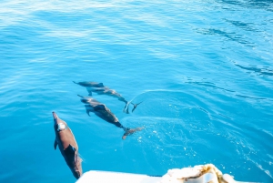 Kailua-Kona: Snorkelcruise med hurtigbåt og grillmat for delfiner