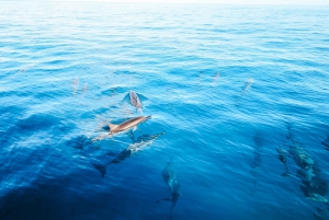 Kailua-Kona: Kailona: Dolphin Watch Speedboat Snorkel Cruise ja BBQ
