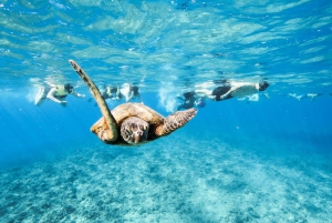 Kailua-Kona: Observação de golfinhos em lancha rápida, cruzeiro com snorkel e churrasco