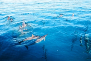 Kailua-Kona : Croisière d'observation des dauphins en bateau rapide avec plongée en apnée et barbecue