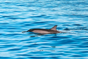 Kailua-Kona: Crucero en lancha rápida para observar delfines y barbacoa