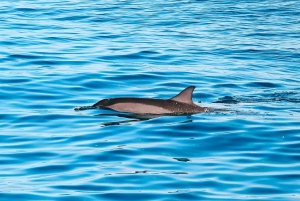 Kailua-Kona : Croisière d'observation des dauphins en bateau rapide avec plongée en apnée et barbecue