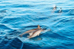 Kailua-Kona : Croisière d'observation des dauphins en bateau rapide avec plongée en apnée et barbecue