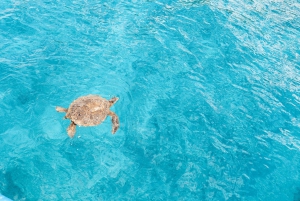 Kailua-Kona : Croisière d'observation des dauphins en bateau rapide avec plongée en apnée et barbecue