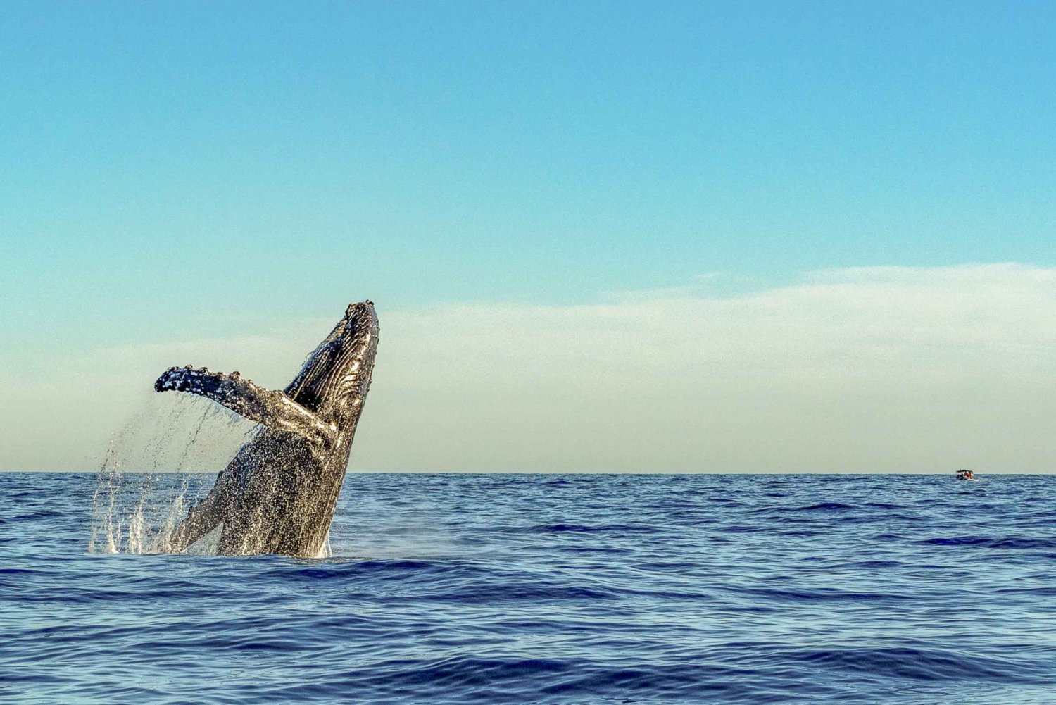 Kailua-Kona: Whale Watching Cruise