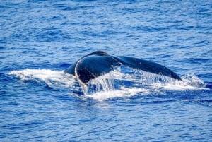 Kailua-Kona: Whale-Watching-Bootsfahrt auf der Big Island