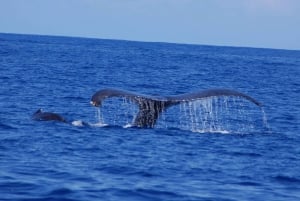 Kailua-Kona: Whale-Watching-Bootsfahrt auf der Big Island