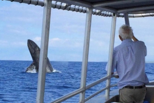 Kailua-Kona: Whale Watching Cruise