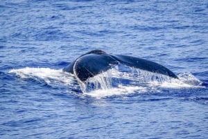 Kailua-Kona: Whale Watching Cruise