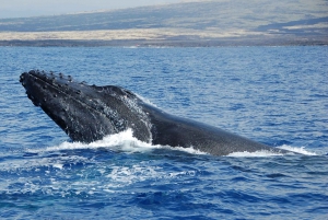 Kailua-Kona: Whale Watching Cruise