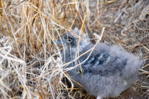 Kailua, Oahu: Excursión guiada en bicicleta eléctrica y kayak a las islas Mokulua