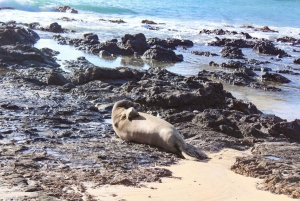 Kailua : Excursion en kayak sur les îles Mokulua avec déjeuner