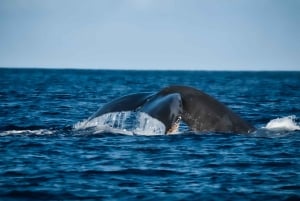 Kalaoa: Big Island & Kona Midday Whale Watching Tour