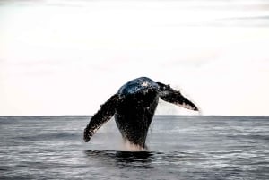 Kalaoa: Big Island & Kona Midday Whale Watching Tour