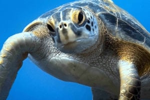 Kauai: Eftermiddagsdyk med 2 tankar