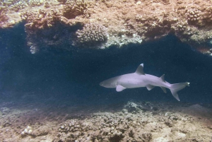 Кауаи: дневное погружение с 2 танками