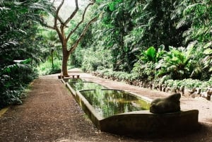 Kauai : Visite du jardin et du domaine d'Allerton avec dîner au coucher du soleil