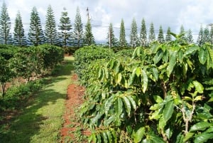 Kauai: Customized Luxury Private Tour