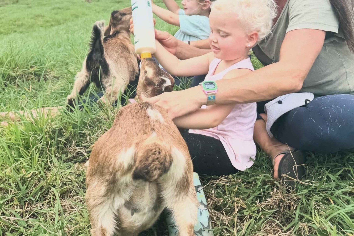 Kauai Farm: Leg med og giv flaskemad til nubiske babyged!