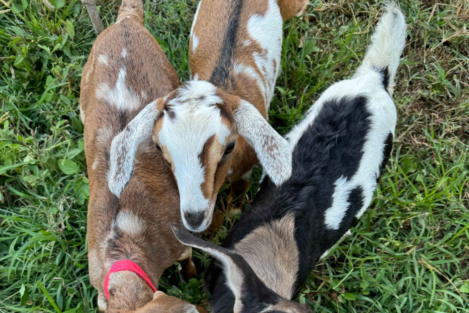Kauai Farm: Leg med og giv flaskemad til nubiske babyged!