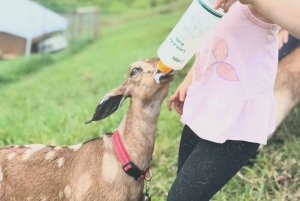 Kauai Farm: Leg med og giv flaskemad til nubiske babyged!