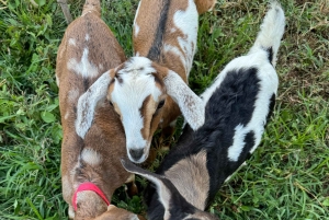 Kauai Farm: Leg med og giv flaskemad til nubiske babyged!