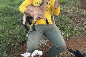 Kauai Farm: Leg med og giv flaskemad til nubiske babyged!