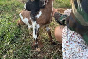 Kauai Farm: Leg med og giv flaskemad til nubiske babyged!