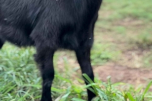 Kauai Farm: Leg med og giv flaskemad til nubiske babyged!