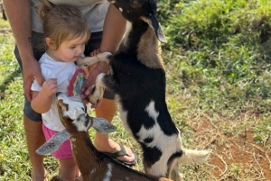 Kauai Farm: Leg med og giv flaskemad til nubiske babyged!