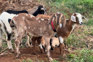 Kauai Farm: Leg med og giv flaskemad til nubiske babyged!