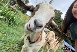 Kauai Farm: Leg med og giv flaskemad til nubiske babyged!