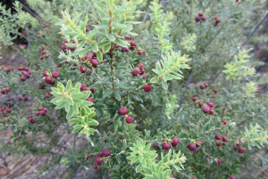 Kauai: Heldags eventyr på Kauaʻi